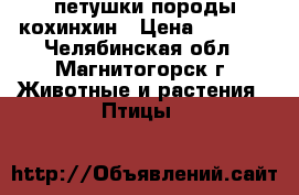 петушки породы кохинхин › Цена ­ 1 500 - Челябинская обл., Магнитогорск г. Животные и растения » Птицы   